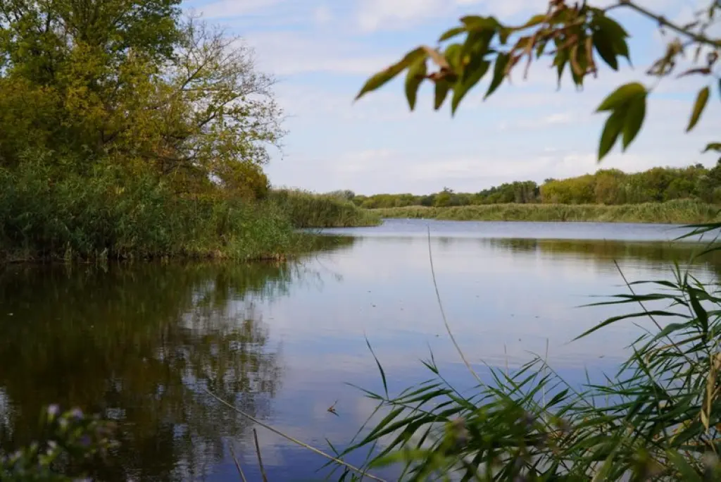 На місці ставка — калюжа: на Дніпропетровщині масово пересихають водойми. Що каже еколог