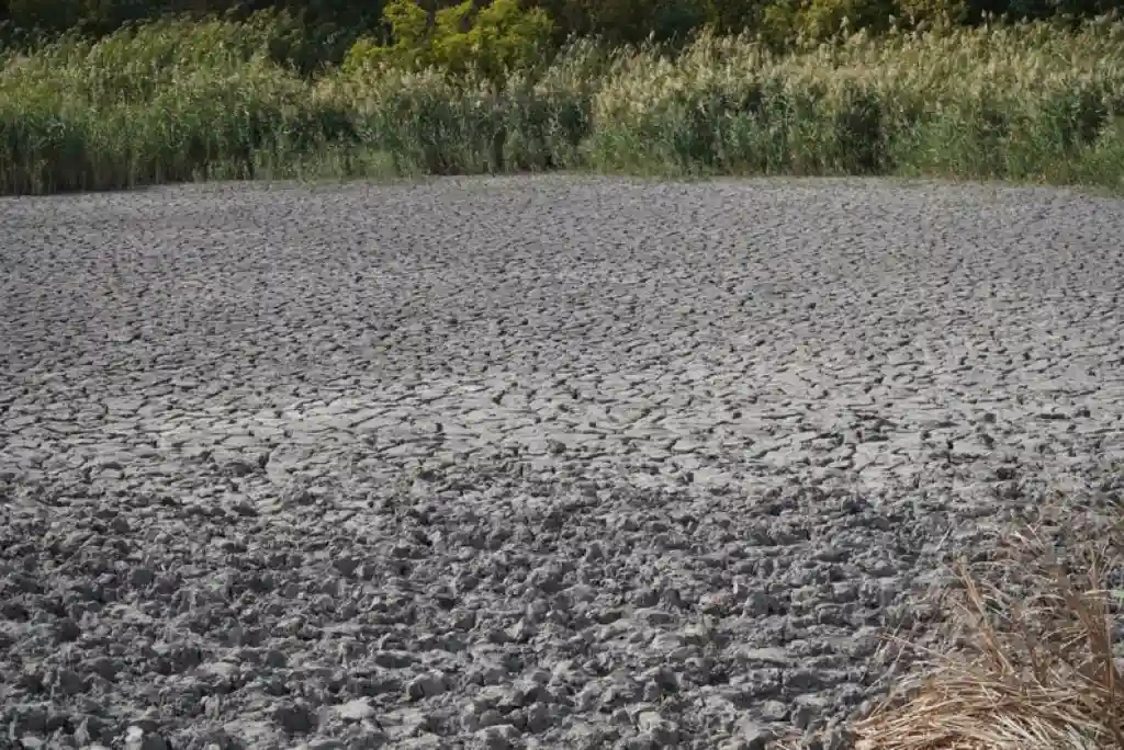 На місці ставка — калюжа: на Дніпропетровщині масово пересихають водойми. Що каже еколог