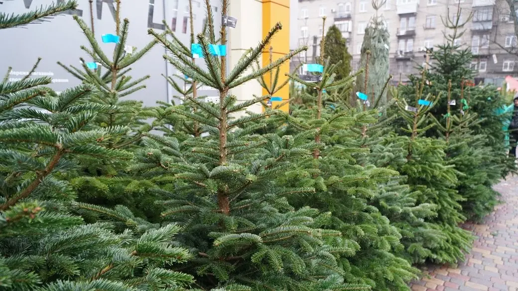 У Дніпрі запрацювали ялинкові базари: де купити легальні новорічні дерева