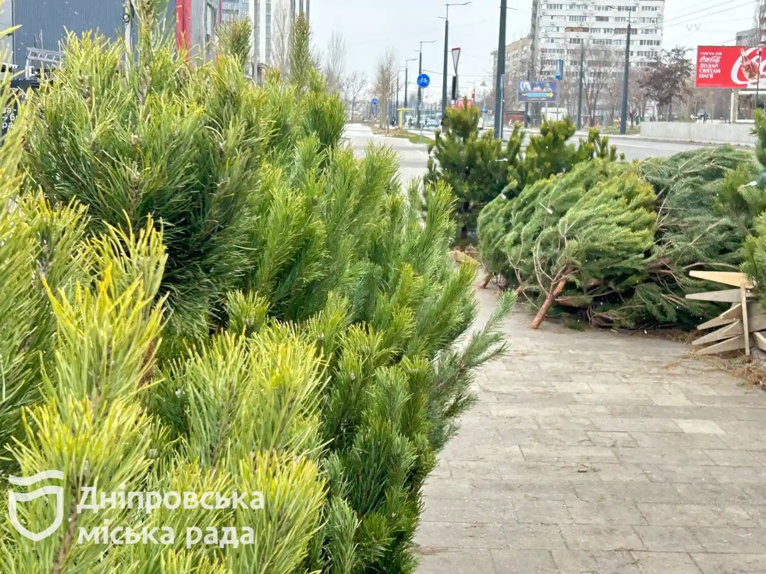 Рейд на ялинкових базарах Дніпра: чи легально торгують зеленими красунями?