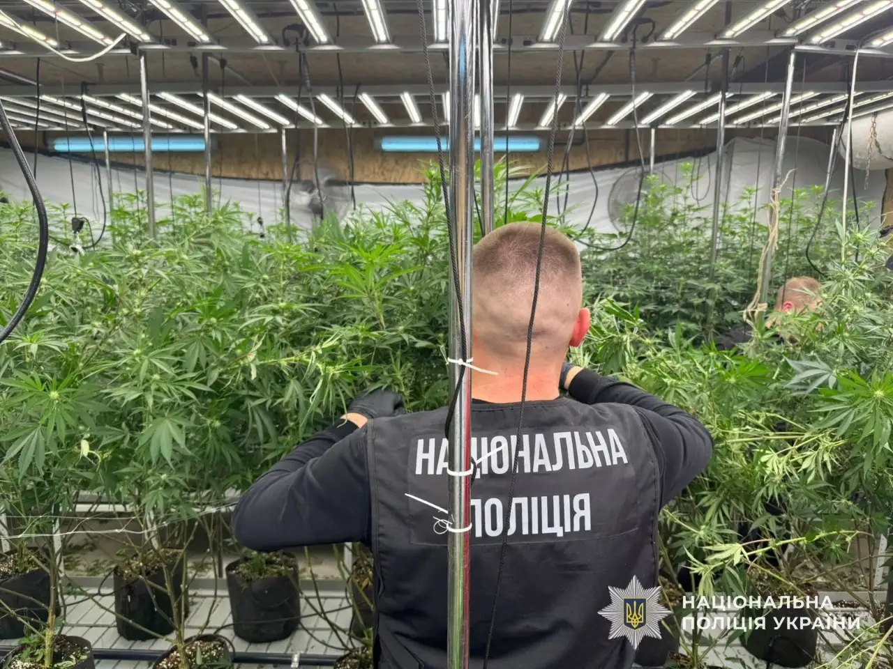 У Дніпрі викрили масштабну нарколабораторію: чоловік вирощував коноплі у орендованому ангарі