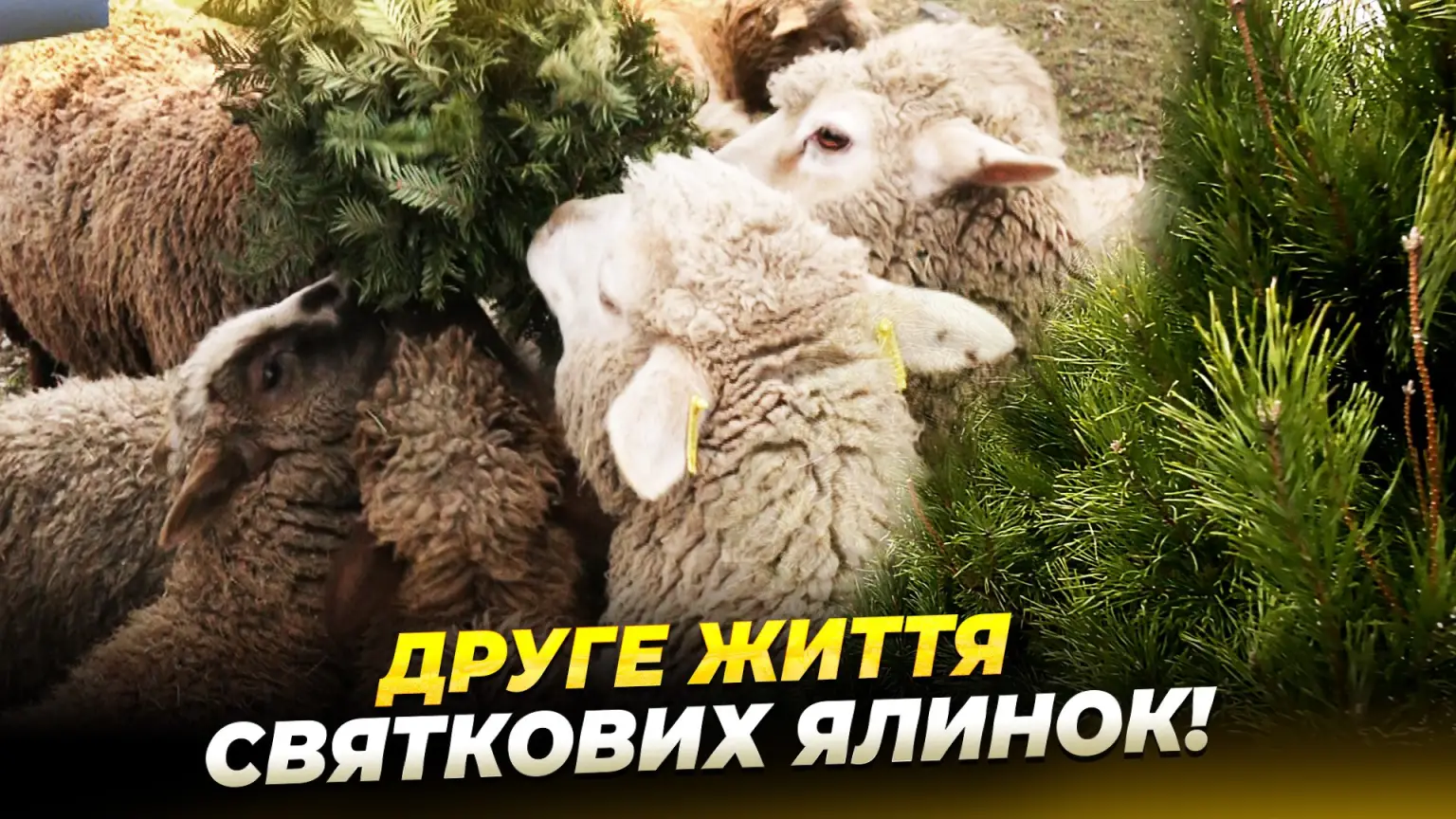 Як новорічні ялинки можуть допомогти тваринам на екофермі «Зелений Гай»