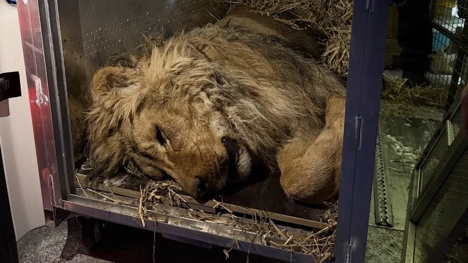 Лева Хана врятували від морозу: як організація “UAnimals” евакуювала тварину