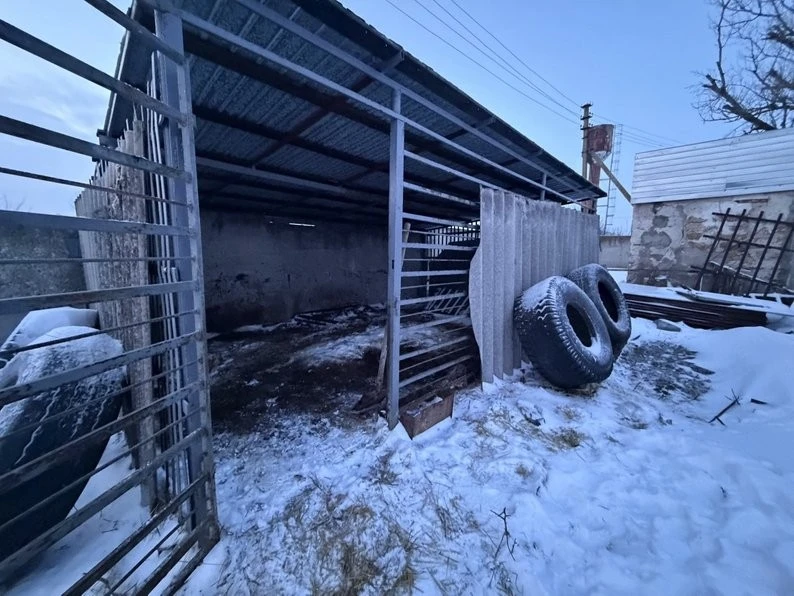 Лева Хана врятували від морозу: як організація “UAnimals” евакуювала тварину