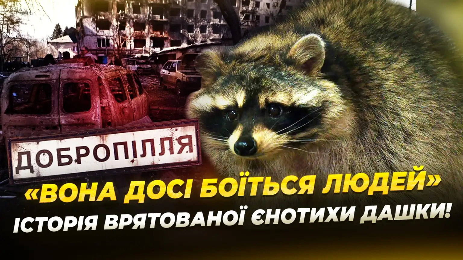 Реабілітація єнотихи з Донеччини: від стресу до нового дому