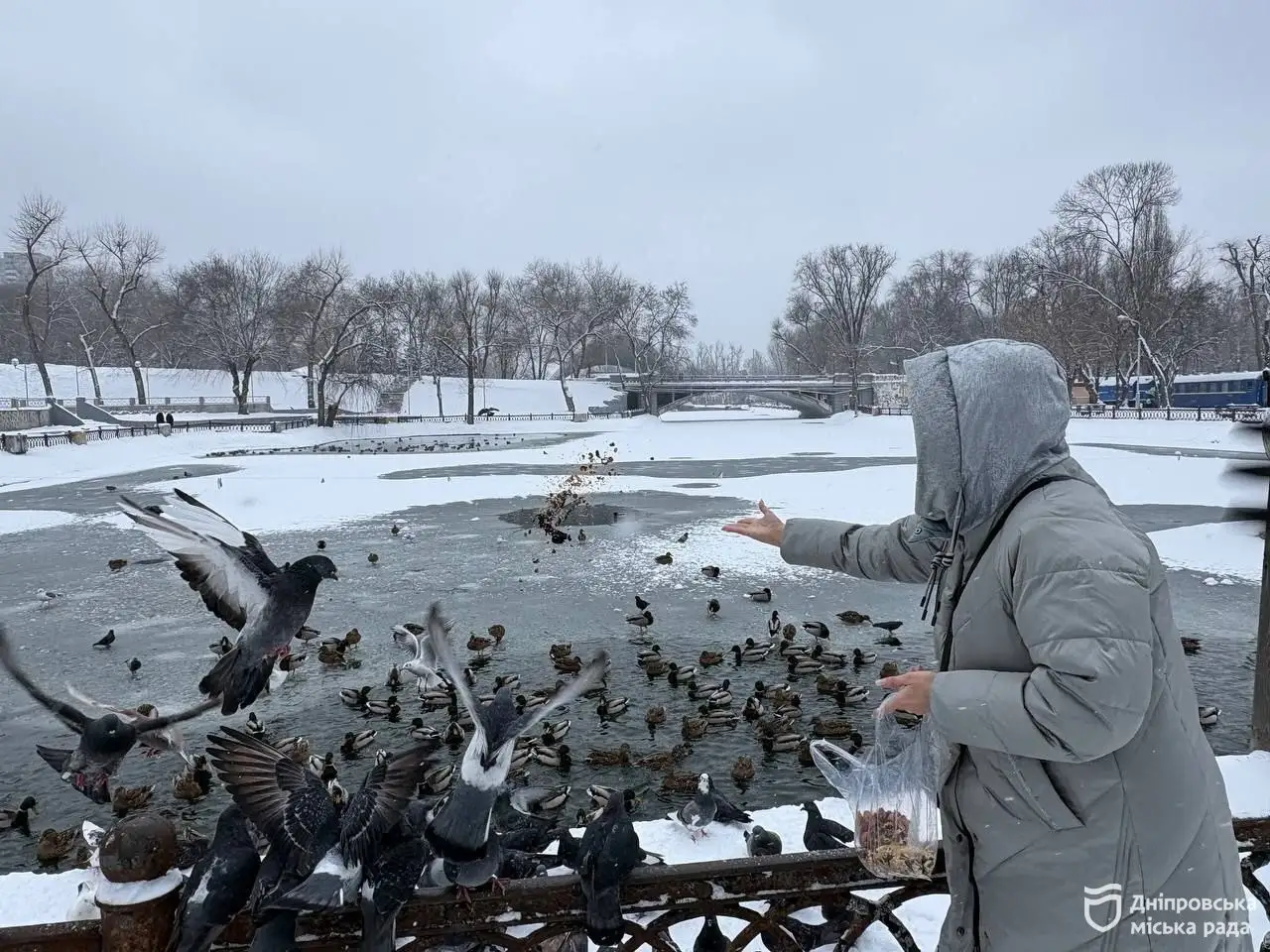 Зимова підгодівля у Дніпрі: як допомогти птахам та тваринам у міських парках