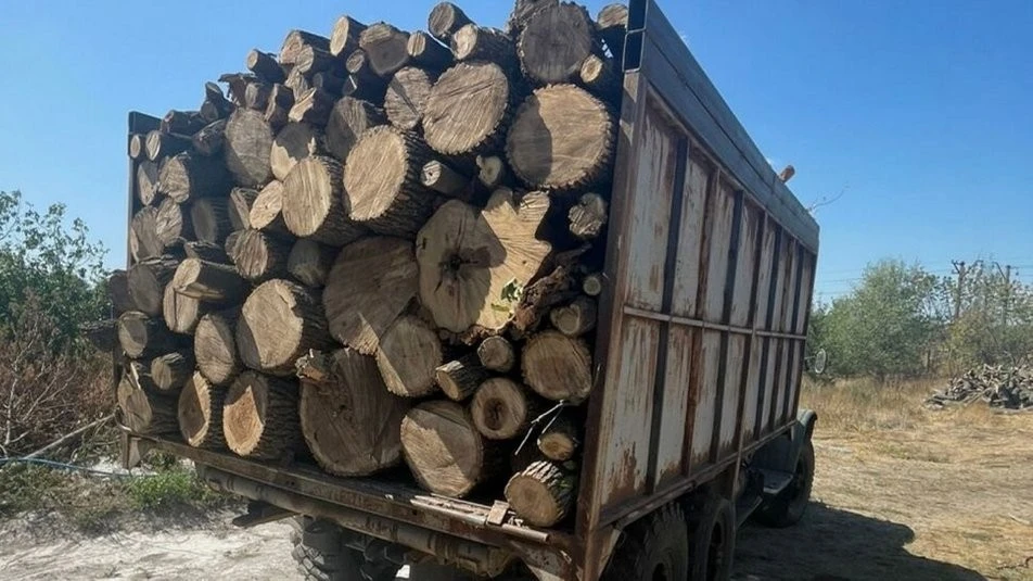 Мільйонні збитки за зрубані дуби: на Дніпропетровщині судитимуть банду лісорубів