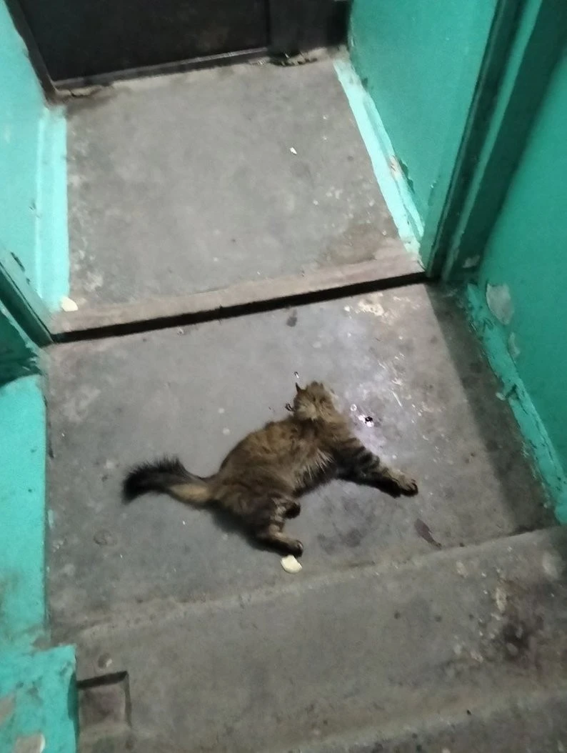 Трагедія у дев’ятиповерхівці Кривого Рогу: поліція розслідує смерть кішки Бусі через дитячу жорстокість