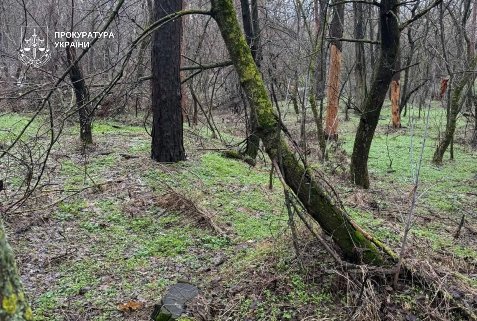 Екоцид під прикриттям «санітарних рубок»: на лаву підсудних потрапили топпосадовці лісгоспу