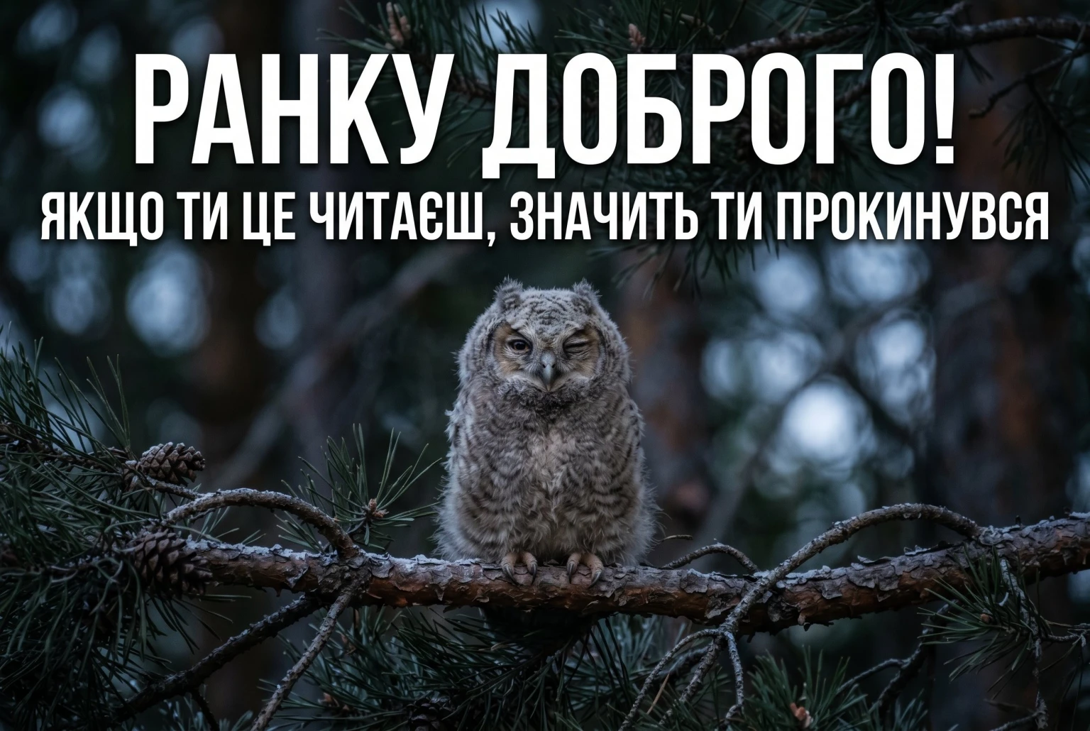 Ранку доброго: душевні картинки та найкращі листівки для чудового настрою